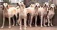 /album/ra%c3%a7as%20de%20cachorros%20%2c%20%28%3a/billy-2-jpg/